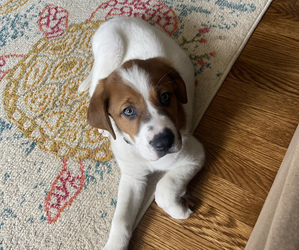 English Foxhound-Unknown Mix Puppy for sale in ANSONIA, CT, USA