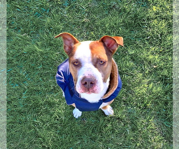 Medium Photo #4 Mutt Puppy For Sale in Unionville, PA, USA