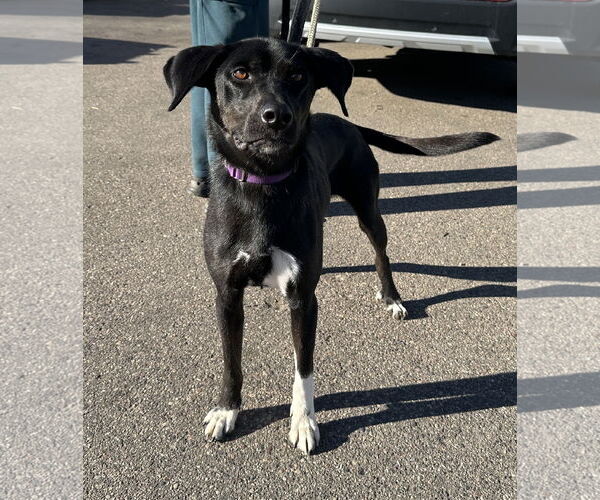 Medium Photo #1 Catahoula Leopard Dog-Labrador Retriever Mix Puppy For Sale in Crystal, MN, USA