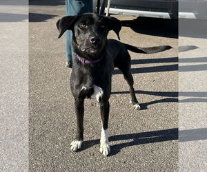 Catahoula Leopard Dog-Labrador Retriever Mix Dogs for adoption in Crystal, MN, USA
