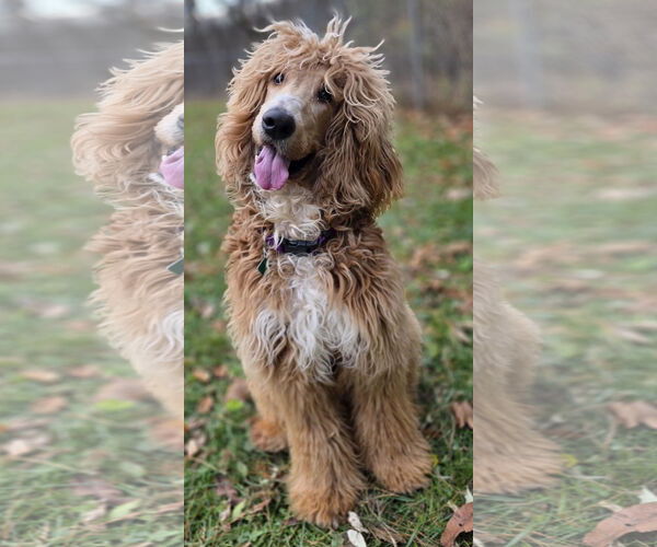 Medium Photo #6 Afghan Poodle Puppy For Sale in Clarkston, MI, USA