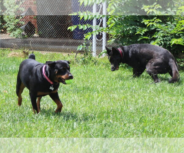 Medium Photo #9 Rottweiler Puppy For Sale in White Hall, AR, USA