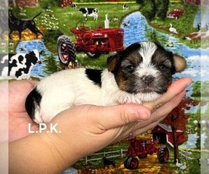 Yorkshire Terrier Puppy for sale in WINNSBORO, LA, USA