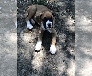 Boxer Puppy for sale in SKIATOOK, OK, USA