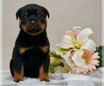 Small Photo #4 Rottweiler Puppy For Sale in NAPPANEE, IN, USA