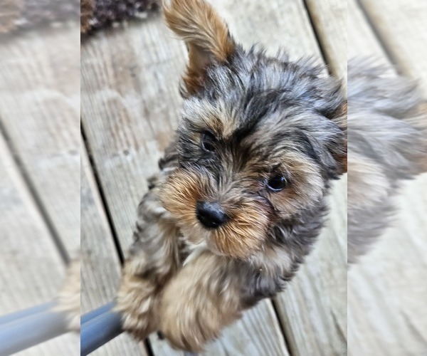 Medium Photo #3 Yorkshire Terrier Puppy For Sale in CONKLIN, NY, USA