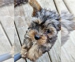 Small #2 Yorkshire Terrier