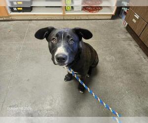 Alaskan Malamute-Unknown Mix Dogs for adoption in Santa Cruz, CA, USA