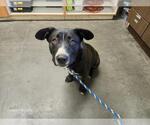 BISCUIT - Male Alaskan Malamute-Unknown Mix Dog for Adoption - Small photo