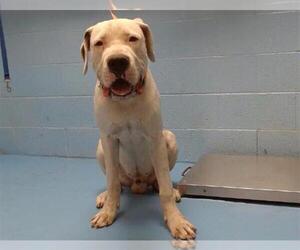 Dogo Argentino Dogs for adoption in Moreno Valley, CA, USA