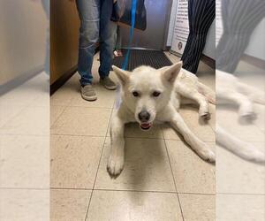 Siberian Husky Dogs for adoption in Stockton, CA, USA