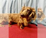 Small Photo #2 Dachshund Puppy For Sale in Sioux Falls, SD, USA