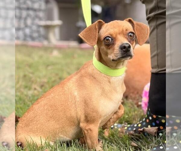 Medium Photo #2 Chihuahua-Unknown Mix Puppy For Sale in Yardley, PA, USA
