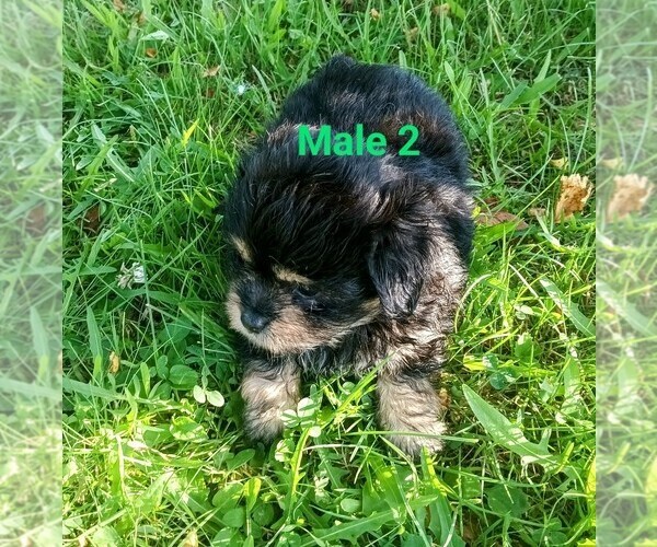 Medium Photo #1 Malchi Puppy For Sale in WOBURN, MA, USA