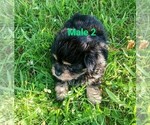 Image preview for Ad Listing. Nickname: Litter of 4