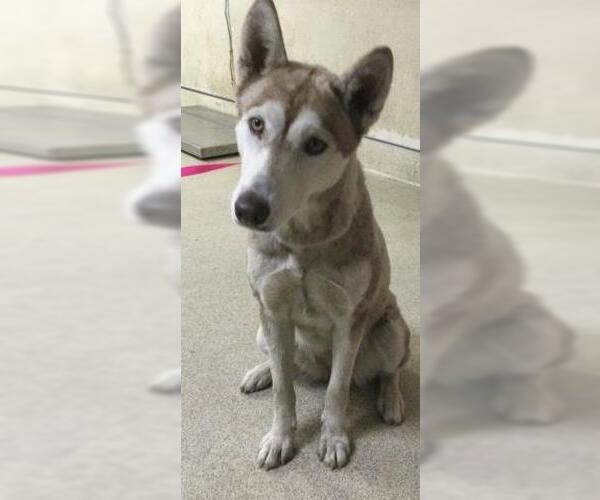 Medium Photo #1 Siberian Husky Puppy For Sale in Riverside, CA, USA