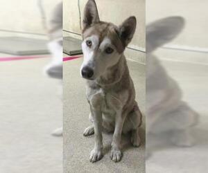 Siberian Husky Dogs for adoption in Riverside, CA, USA