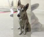 Small Siberian Husky