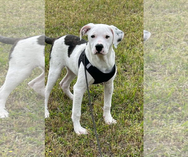 Medium Photo #2 Bulldog Puppy For Sale in Tarrytown, GA, USA