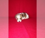 Small #2 Morkie