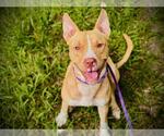 KANE - Male Mutt Dog for Adoption - Small photo