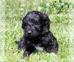 Small Photo #9 Saint Berdoodle Puppy For Sale in CLAYTON, WA, USA