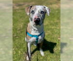 Small #3 Catahoula Leopard Dog