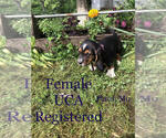 Small Photo #2 Basset Hound Puppy For Sale in PLATO, MO, USA