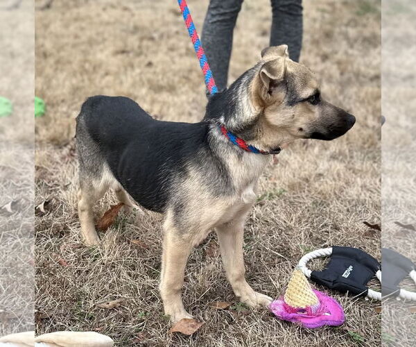 Medium Photo #3 Mutt Puppy For Sale in Yardley, PA, USA