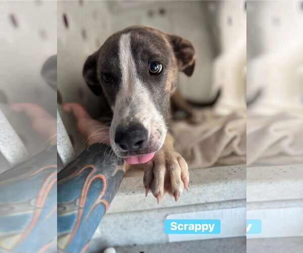 Medium Photo #6 Catahoula Leopard Dog-Unknown Mix Puppy For Sale in Alexander, AR, USA