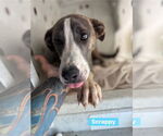 Small #5 Catahoula Leopard Dog Mix