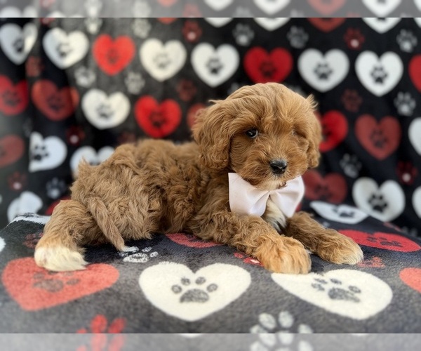 Medium Photo #7 Cavapoo (Miniature) Puppy For Sale in LAKELAND, FL, USA