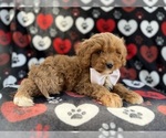 Small #6 Cavapoo (Miniature)