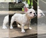 Small Photo #16 French Bulldog Puppy For Sale in READING, PA, USA