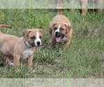 Small Photo #7 American Pit Bull Terrier Puppy For Sale in NAPLES, FL, USA