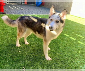 Siberian Husky-Unknown Mix Dogs for adoption in Moreno Valley, CA, USA
