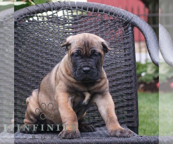 Medium Photo #1 Cane Corso Puppy For Sale in LANCASTER, PA, USA