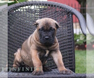 Cane Corso Puppy for sale in LANCASTER, PA, USA