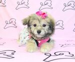 Small Photo #18 Pom-A-Poo Puppy For Sale in LAS VEGAS, NV, USA