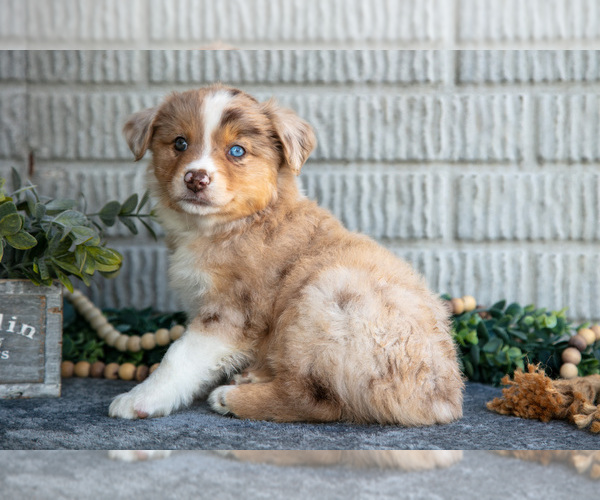 Medium Photo #3 Miniature Australian Shepherd Puppy For Sale in BALTIC, OH, USA
