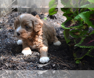 Medium Cavapoo-Poodle (Toy) Mix