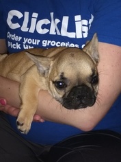 French Bulldog Puppy for sale in MIDLAND, OH, USA