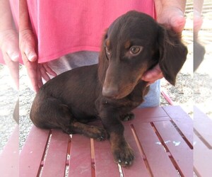 Dachshund Puppy for Sale in RATTAN, Oklahoma USA