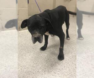 Labrador Retriever-Unknown Mix Dogs for adoption in Conroe, TX, USA