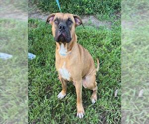 Black Mouth Cur-Unknown Mix Dogs for adoption in Tavares, FL, USA