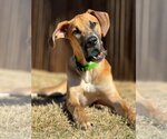 Small Photo #1 Great Dane Puppy For Sale in Bullard, TX, USA