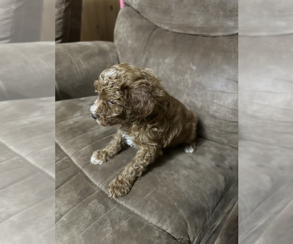 Medium Photo #9 Poodle (Miniature) Puppy For Sale in AKELEY, MN, USA