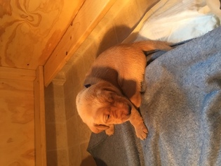 Labrador Retriever Puppy for sale in ESKO, MN, USA