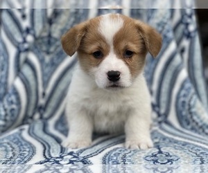 Pembroke Welsh Corgi Puppy for sale in LAKELAND, FL, USA