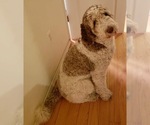 Small Photo #1 Australian Labradoodle Puppy For Sale in BROOKLYN, NY, USA